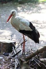 Closeup of an european White Stork