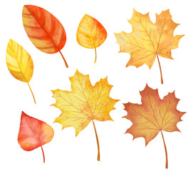 Autumn maple leaves. Watercolor. Illustration. Template isolated on a white background.