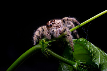 jumping spider hyllus diardi on green leaf