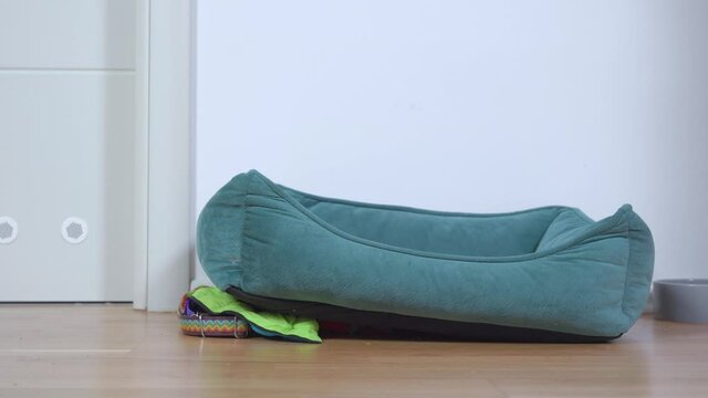 Barefoot man walks past empty green soft pet pillow with collar lying ON parquet floor in light room extreme close view