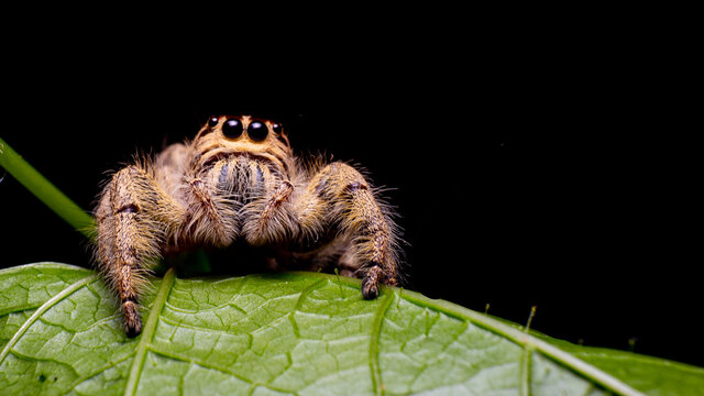 jumping spider hyllus diardi on green leaf