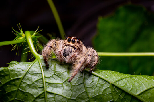 jumping spider hyllus diardi on green leaf