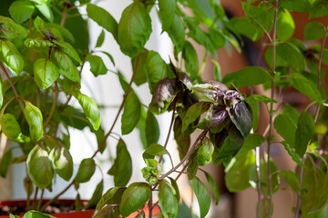 Fresh green basil in a pot grows at home, on the balcony. Green basil leaves are ready for cooking. Fresh herbs for cooking pizza, salads and other food