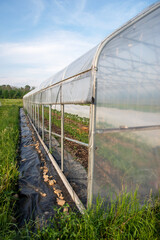 Vertical image of receeding greenhouse exterior in green grass and blue sky