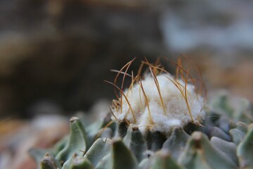 flower of a cactus