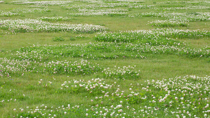 Meadow with large spots of white clover (Trifolium repens)