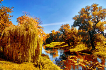 Magnificent autumn landscape by the river. Weeping willows over the river on a sunny autumn day with yellow foliage.