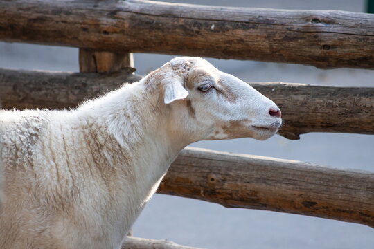 Close up headshot of Sheep head in the farm