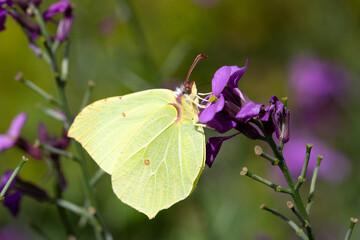 Adult male of butterfly Common brimstone (Gonepteryx rhamni) feeding on Wallflower (Erysimum sp.)