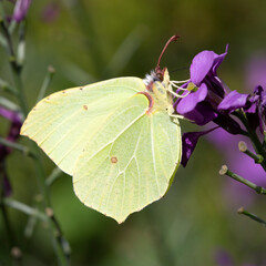 Adult male of butterfly Common brimstone (Gonepteryx rhamni) feeding on Wallflower (Erysimum sp.)