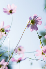 Obraz premium Blurred image of pink, summer flowers against a blue sky. Summer background.
