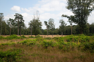 Heathland nature reserve Paardenslenkte, Tubbergen, Overijssel, Netherlands