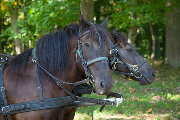 Fototapeta premium Portrait of the heads of two black dark brown horses loaded in harness. Summer park farmstead.