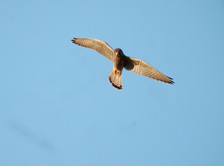 Common kestrel, Falco tinnunculus