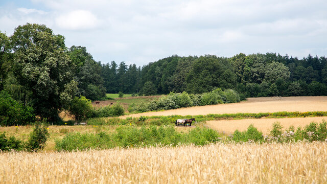 Rural landscape in eastern part of Dutch province Overijssel
