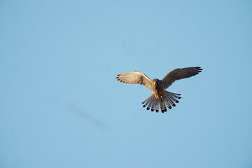 Common kestrel, Falco tinnunculus