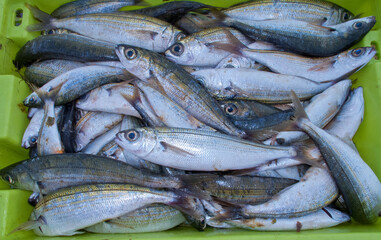 Pescado recien llegado al puerto de Portosín en la Ría de Muros, Galicia