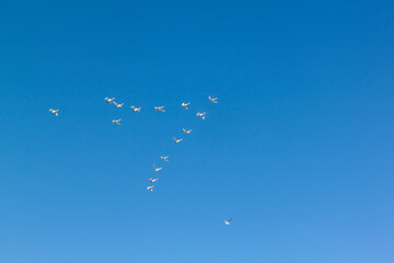 Gęsi lecące na tle niebieskiego nieba