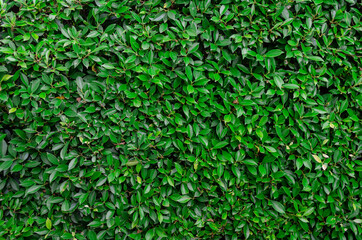 Fototapeta na wymiar light leaf texture green wall background