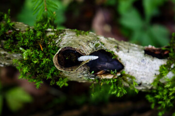 Small elongated snail shell on wooden stick with curled bark and green fresh moss