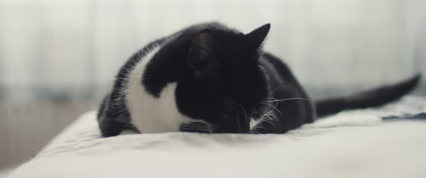 Cat lies on bed black and white domestic pet at home bed bedroom
