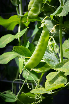 Snow Pea growing, ready to pick, separated by shallow depth of field. Healthy choices, organic gardening. Legume crop.