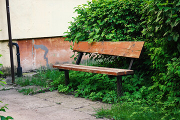 Wooden bench standing in city yard near green hedge wall and old building