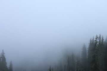 forest in foggy mountains, nature in mountains