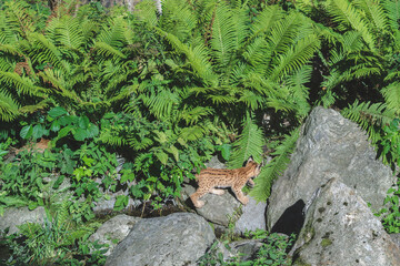 Naklejka na ściany i meble Baby lynx playing in fern