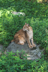 Big lynx sitting on the stone
