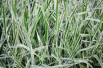 Elongated light fresh green shaggy grass backdrop