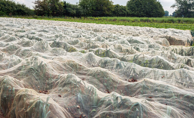 Leek plants growing under a fine-mesh insect net to protect against the leek leafminer. The photo...