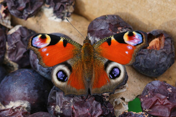 Closeup on Peacock butterfly , Inachis io, eating form rotten fruit - obrazy, fototapety, plakaty