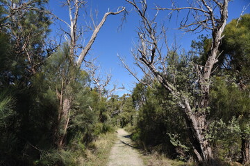 path through australian forest