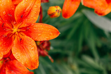 Partially blurred creative background image of bright orange lilies with water drops and greenery