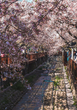 Picturesque photo of blooming cherry blossoms in a garden in South Korea. Spring in Asia. Blooming trees in the park.