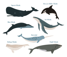 Vector set of different types of whales: blue, orca, killer whale, sperm, sei, right, beluga and narwhal. Sea life illustration on white background