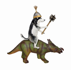 A dog husky knight in a helmet with a spiked mace is riding a war triceratops. White background. Isolated.