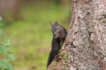 Eichhörnchen