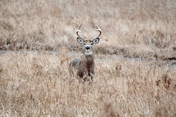 Northern White Tailed Deer - Buck