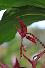 Bright red orchid growing in the sunny meadow.