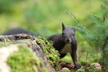 Eichhörnchen