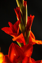 Farbenprächtige Gladiolen Blüten in Nahaufnahme