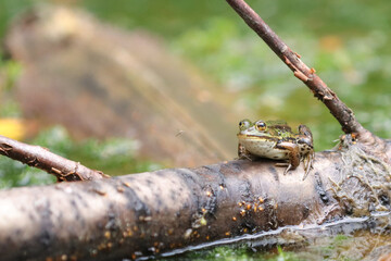 Teichfrosch