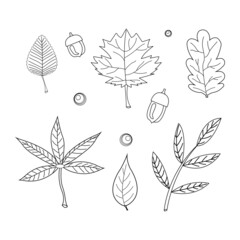 line Art set of black outline autumn leaves on a white background, maple, oak, acorns, rowan berries.