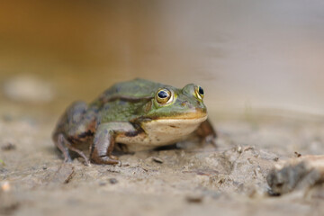 Teichfrosch