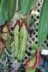 Predatory green bucket plant growing in the sunny meadow.
