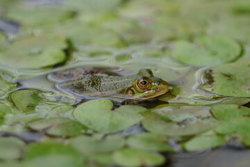 Teichfrosch