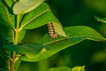 Monarch caterpillar on Milkweed leaf