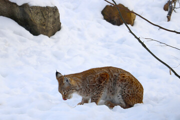 Close-up on the lynx in the winter that eats.